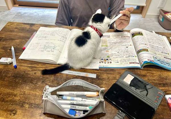 ウトウトする子猫に悶絶　アゴをのせたのが？