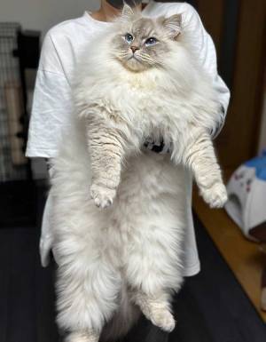 デッカ…！　１歳１０か月の猫に「なんだこの貫禄は」「将来が末恐ろしい」