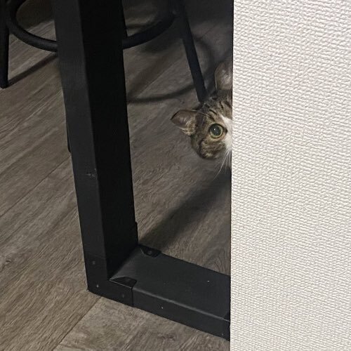 やたら飼い主のニオイを嗅ぐ猫　警戒したワケに「察しがいい」