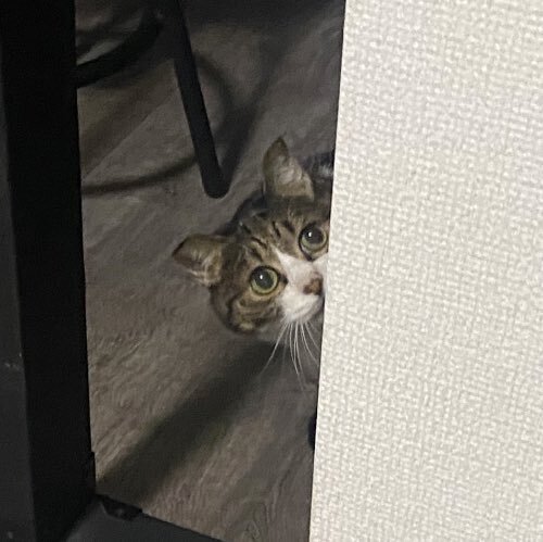 やたら飼い主のニオイを嗅ぐ猫　警戒したワケに「察しがいい」