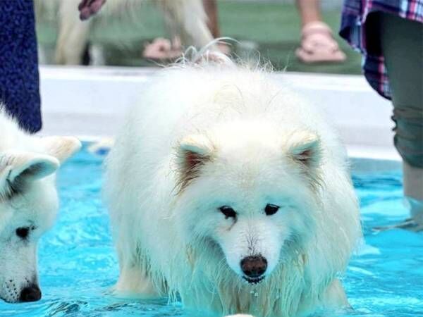 水遊びそっちのけで、何かを見つめる犬　その光景に５万人が心温まる！