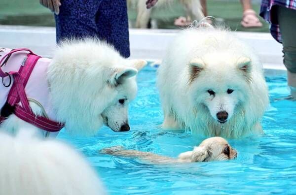 犬の写真