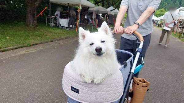 道行く人に「かわいい」といわれ続けた犬　表情を見てみると…