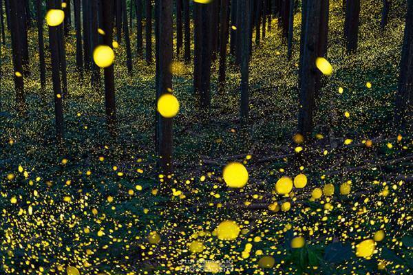 幻想的な『光』の正体は？　山林で撮った奇跡の１枚に「感動」「映画の世界みたい」