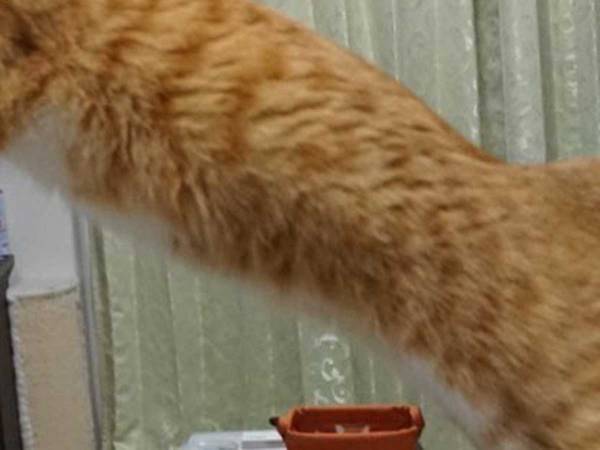 「PUMAのロゴは猫なんです」　理由が分かる写真に「納得した」