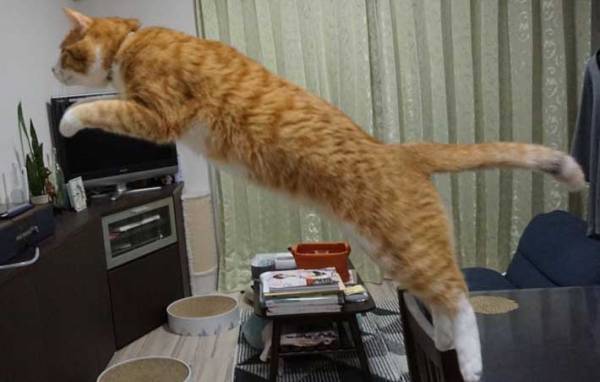 「PUMAのロゴは猫なんです」　理由が分かる写真に「納得した」