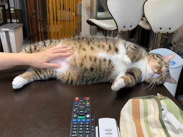 なぜそこに…？　マンチカンが寝る場所に「笑った」「水揚げされたか」