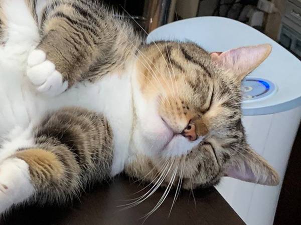 なぜそこに…？　マンチカンが寝る場所に「笑った」「水揚げされたか」