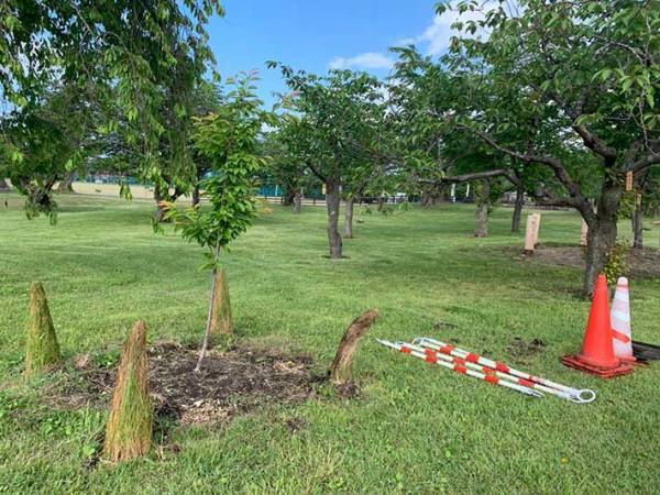 「三角コーンを置きすぎた結果」に１１万いいね　「吹いた」「こんなの初めて見たぞ」