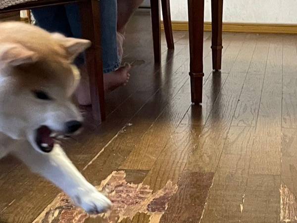 初対面の子犬にキレた柴犬　その結果？「躍動感に吹いた」「最高の１枚」