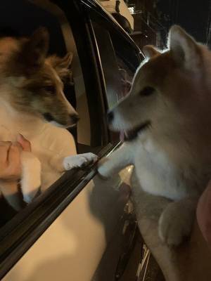 初対面の子犬にキレた柴犬　その結果？「躍動感に吹いた」「最高の１枚」