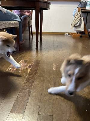 初対面の子犬にキレた柴犬　その結果？「躍動感に吹いた」「最高の１枚」