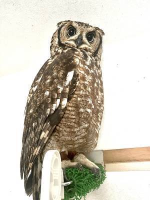 自宅のカメラ「人を察知しました」　その正体に「思わず吹いた」「なんでや！」