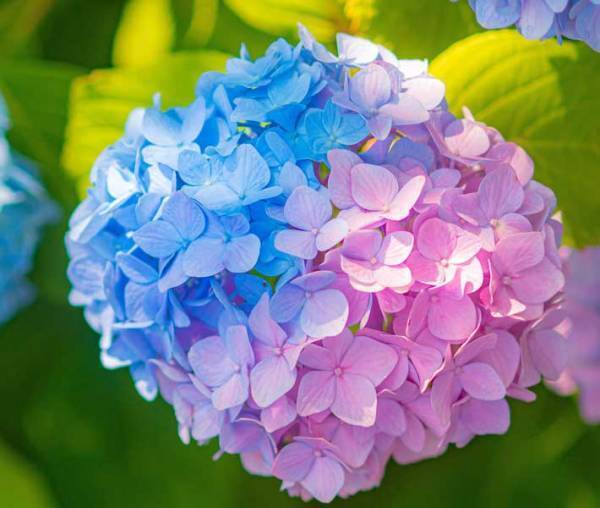 公園で撮ったアジサイが反響　７万人が感動した理由に「初めて見た」「ラッキーすぎる」