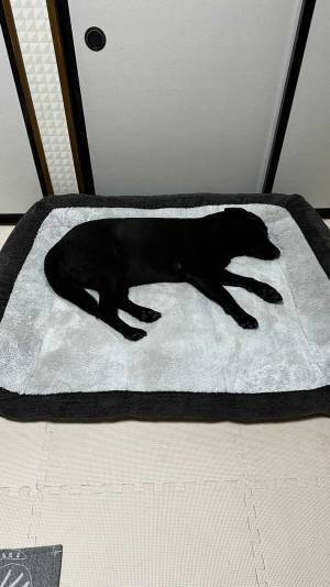 ラブラドールレトリバーの写真に笑う！　理由に「脳がバグる」「そういう柄かと…」