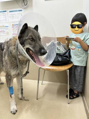 緊急入院したウルフドッグ　獣医の一言に「武士かよ！」「さすがすぎる」