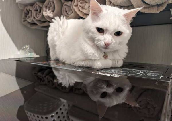 一点をぼーっと見つめる猫、よく見ると？　「吹いた」「天才だ」