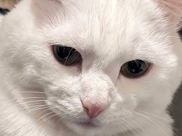 一点をぼーっと見つめる猫、よく見ると？　「吹いた」「天才だ」