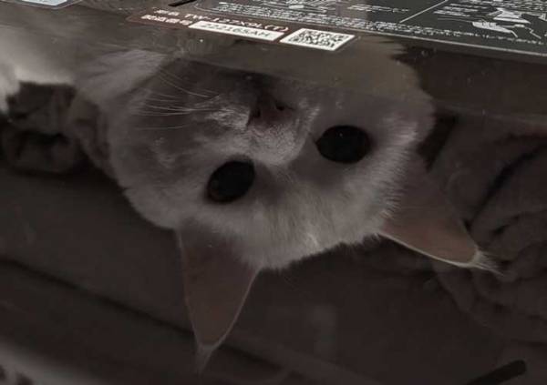 一点をぼーっと見つめる猫、よく見ると？　「吹いた」「天才だ」