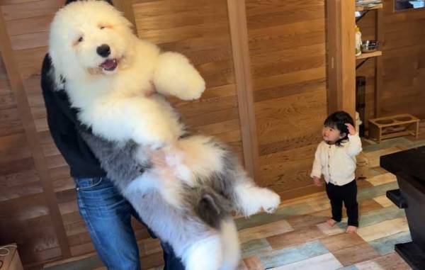 飼い主に抱っこされる子犬　その姿に「二度見した」「１年でシロクマかな」