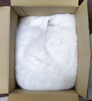 ダンボールの中に思わず二度見　入っていたのは？「奇跡だろ」「どうなってるの」