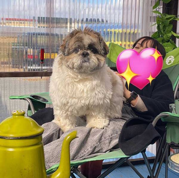 「合成じゃないよ、実在します」　シーズーの写真に「え？」「小型犬とは…」