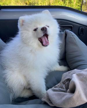 あくびをしたポメラニアン　その表情に「何をしてもOK」
