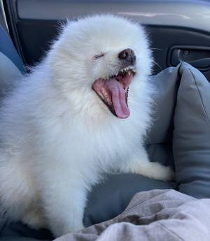 あくびをしたポメラニアン　その表情に「何をしてもOK」