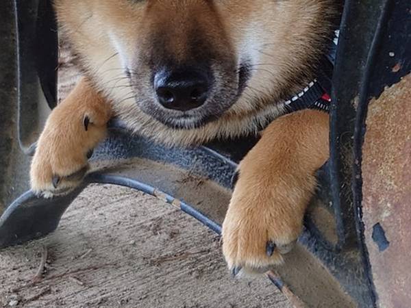 ドッグランで心が折れた柴犬　写真に「そこまで逃げなくても…」「頑張れ」