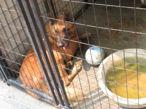 引退した元警察犬たち　暮らしていた場所に… 「悲しすぎる」