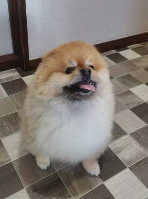 かわいいポメラニアン　横になった姿に「笑った」「それにしか見えない」