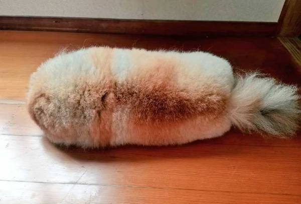 かわいいポメラニアン　横になった姿に「笑った」「それにしか見えない」