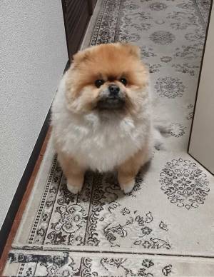 かわいいポメラニアン　横になった姿に「笑った」「それにしか見えない」