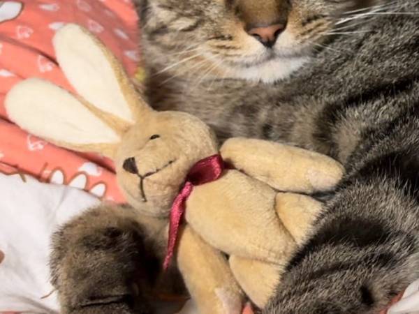 「祖父の部屋を覗いたら、こうなってた」　猫を見ると？「泣いた」「最高」