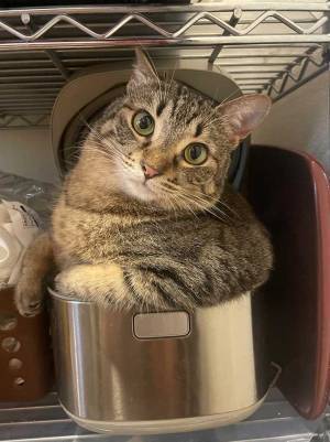 自宅でリラックスする猫　くつろいでいた場所に「ちょっとそこは…」