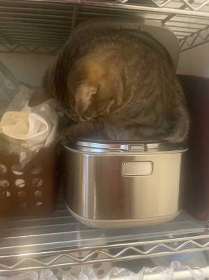 自宅でリラックスする猫　くつろいでいた場所に「ちょっとそこは…」