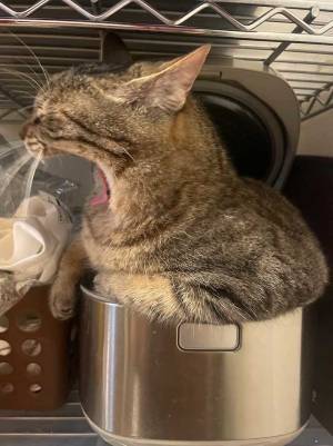 自宅でリラックスする猫　くつろいでいた場所に「ちょっとそこは…」