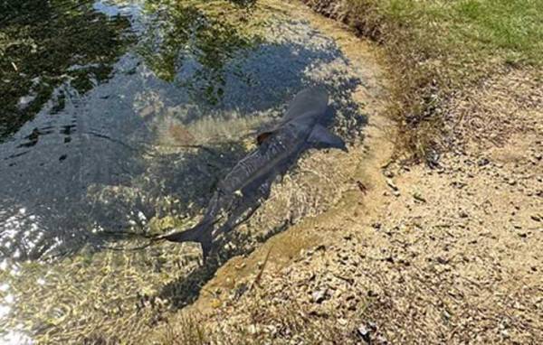 『サメ出没注意』の看板、恐るおそる池を見ると…？　「ここは日本か？」「吹いた」