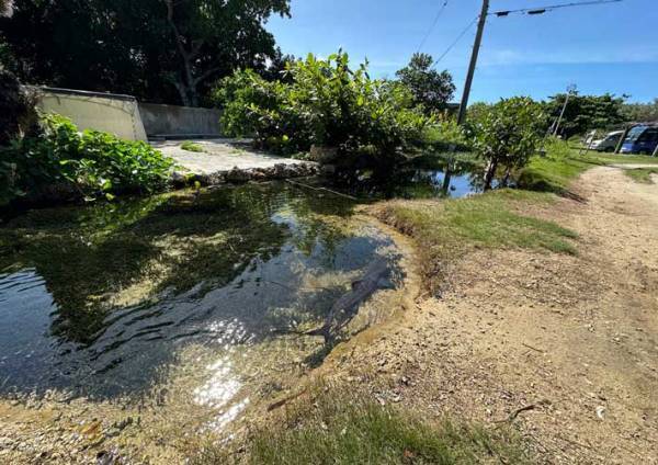 『サメ出没注意』の看板、恐るおそる池を見ると…？　「ここは日本か？」「吹いた」