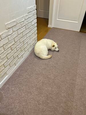 飼い主「カシューナッツが落ちていた」　写真に５万人が納得！