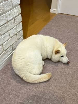 飼い主「カシューナッツが落ちていた」　写真に５万人が納得！