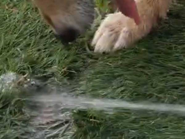 「それは一生無理だよ…」　柴犬の行動に『４万人』がツッコミ！　「愛おしい」