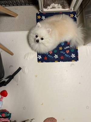 ポメラニアンが、生牡蠣に擬態？　１６万人がざわついた１枚がこちら