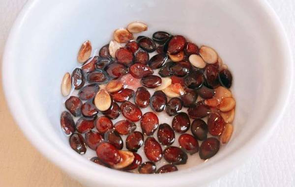 いつも捨ててたスイカの種　JAの情報に「驚いた！」