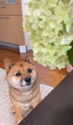 初めてアジサイを見た柴犬　表情に「声出た」「少女漫画みたい」