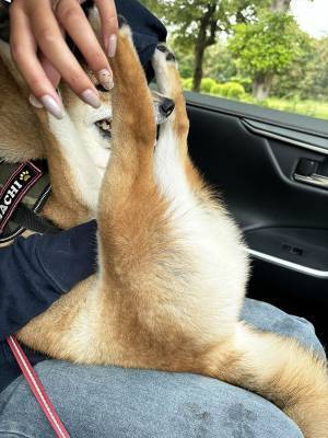 「本当にその座り方でいいの？」　車に乗る柴犬に「これは吹く」「大正解でしょ」