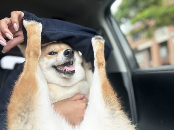 「本当にその座り方でいいの？」　車に乗る柴犬に「これは吹く」「大正解でしょ」