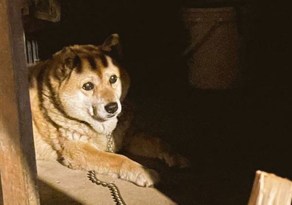 犬に前髪があったら、こんな感じ！　柴犬の写真に「爆笑した」「似合ってる」