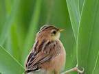 下半身がえげつないことに…　野鳥の姿にツッコミの声続出