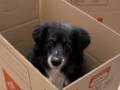 「心配しないで」　引っ越しのダンボール箱に飛び込んだ犬を見て、飼い主が号泣